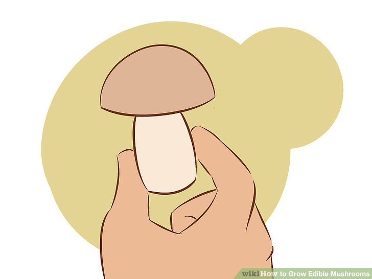 Image titled Grow Edible Mushrooms Step 13