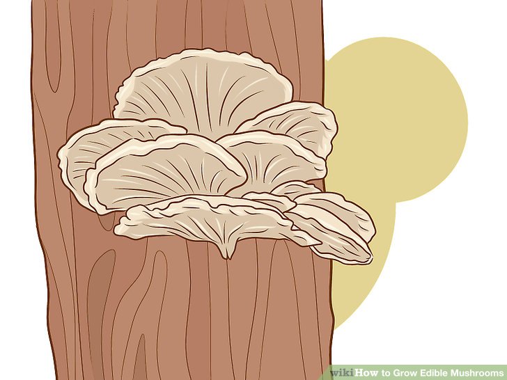 Image titled Grow Edible Mushrooms Step 14