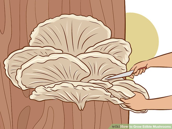 Image titled Grow Edible Mushrooms Step 17