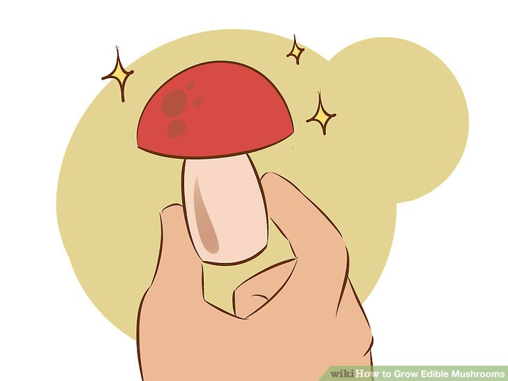 Image titled Grow Edible Mushrooms Step 18