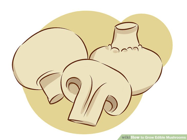 Image titled Grow Edible Mushrooms Step 2