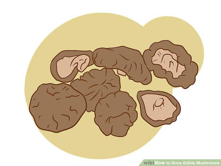 Image titled Grow Edible Mushrooms Step 22