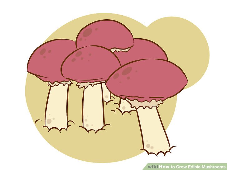 Image titled Grow Edible Mushrooms Step 3