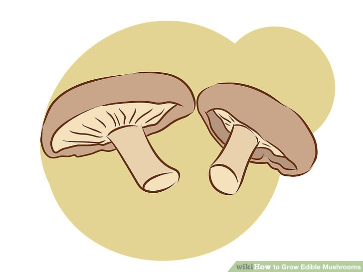 Image titled Grow Edible Mushrooms Step 4
