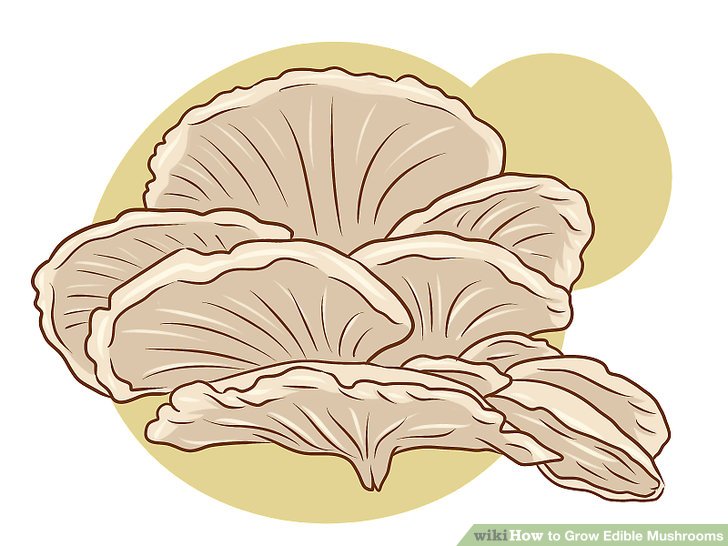 Image titled Grow Edible Mushrooms Step 5