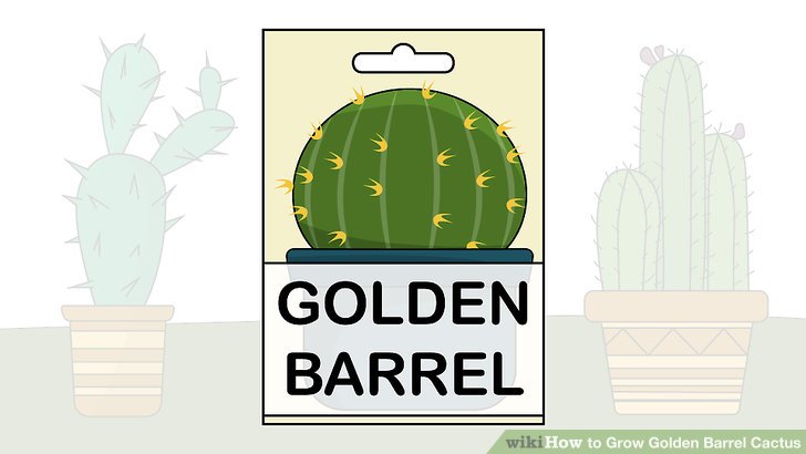Image titled Grow Golden Barrel Cactus Step 1