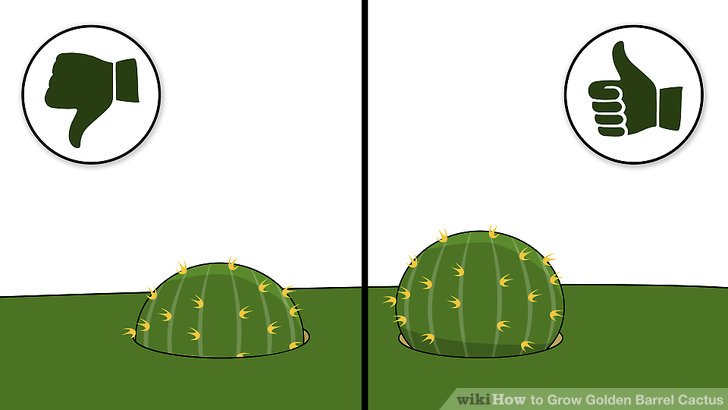 Image titled Grow Golden Barrel Cactus Step 10