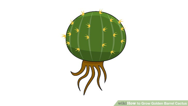 Image titled Grow Golden Barrel Cactus Step 11