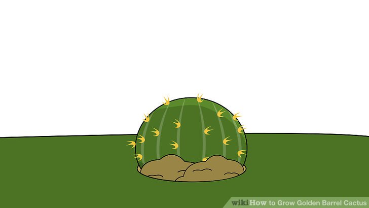 Image titled Grow Golden Barrel Cactus Step 12