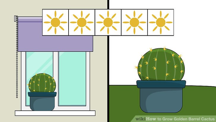 Image titled Grow Golden Barrel Cactus Step 13