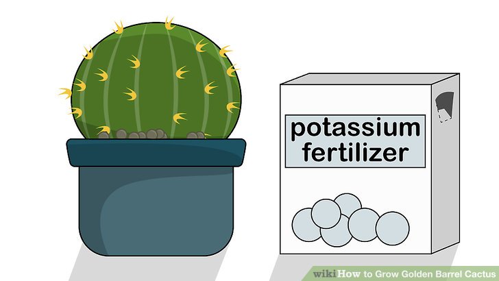 Image titled Grow Golden Barrel Cactus Step 16