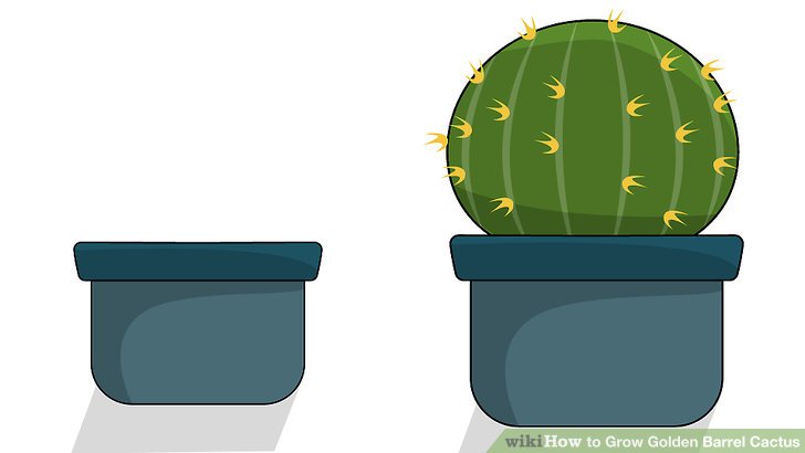 Image titled Grow Golden Barrel Cactus Step 17