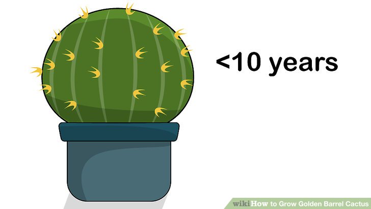 Image titled Grow Golden Barrel Cactus Step 18