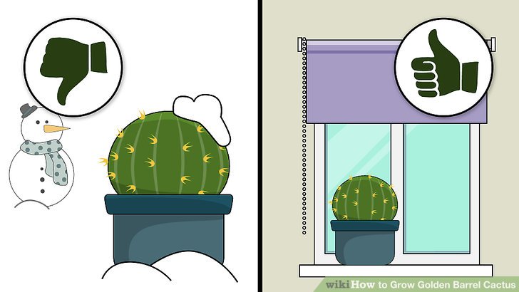 Image titled Grow Golden Barrel Cactus Step 8