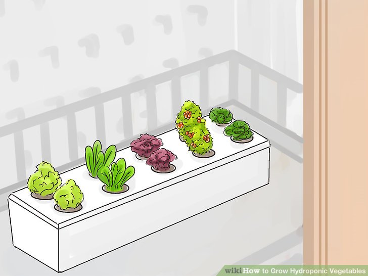 Image titled Grow Hydroponic Vegetables Step 8