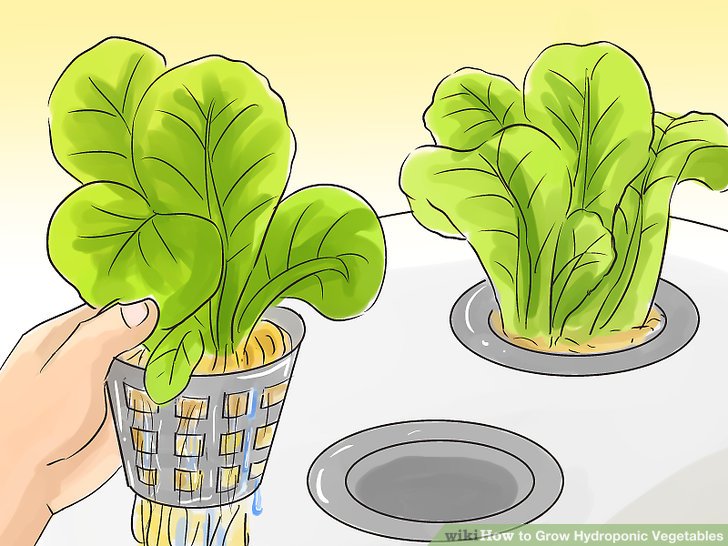Image titled Grow Hydroponic Vegetables Step 9