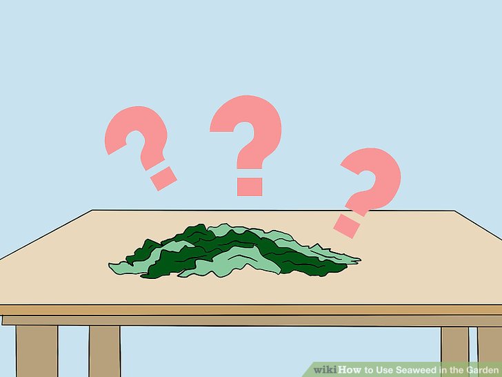 آموزش استفاده از کود جلبک دريايي در باغ مرحله 3