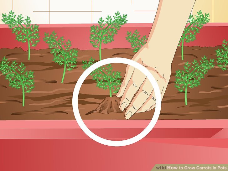 آموزش کاشت هویج در گلدان مرحله 16