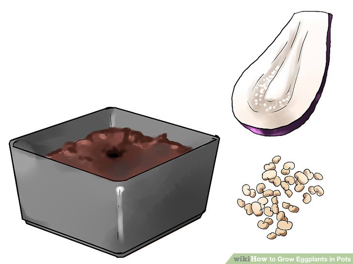 آموزش کاشت بادمجان در گلدان مرحله 10