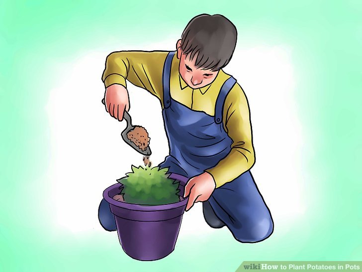 Image titled Plant Potatoes in Pots Step 15