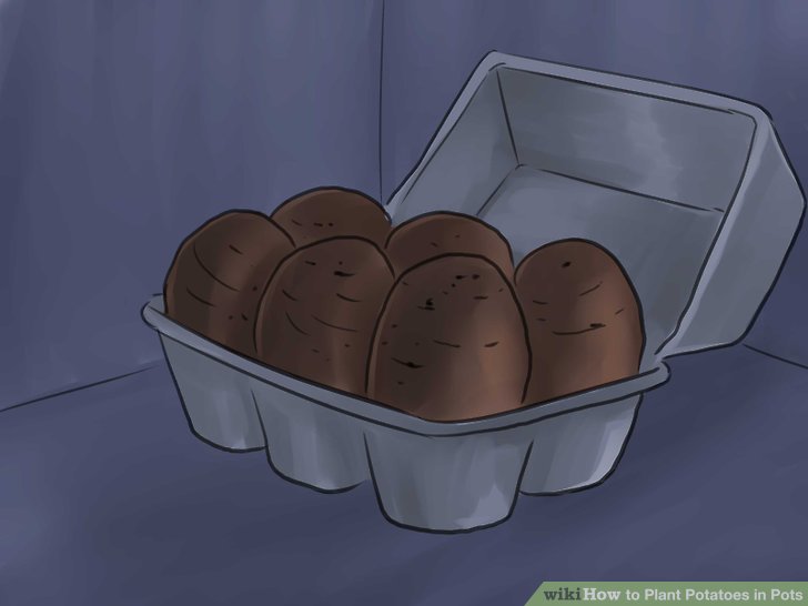Image titled Plant Potatoes in Pots Step 6