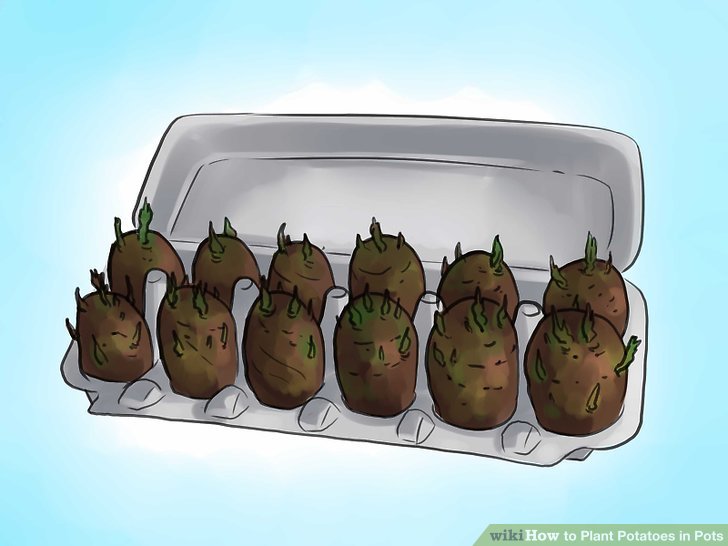 Image titled Plant Potatoes in Pots Step 7