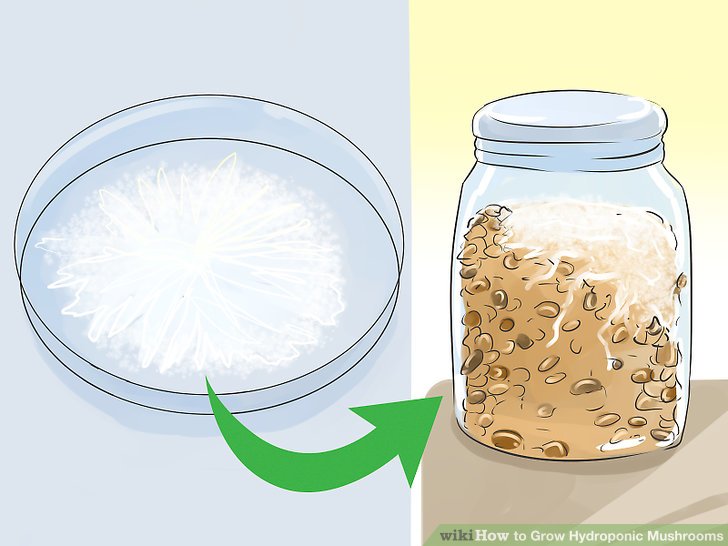 Image titled Grow Hydroponic Mushrooms Step 12