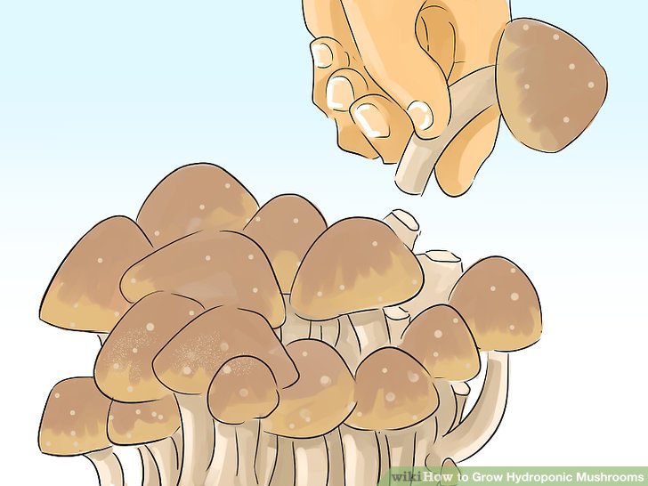 Image titled Grow Hydroponic Mushrooms Step 13