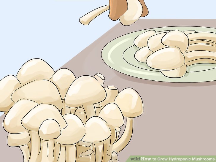 Image titled Grow Hydroponic Mushrooms Step 5