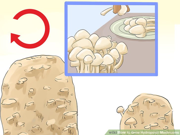 Image titled Grow Hydroponic Mushrooms Step 7