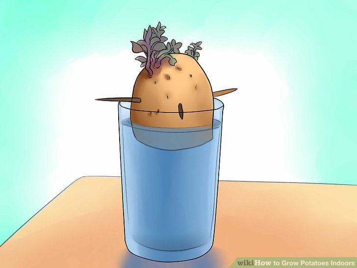 Image titled Grow Potatoes Indoors Step 9