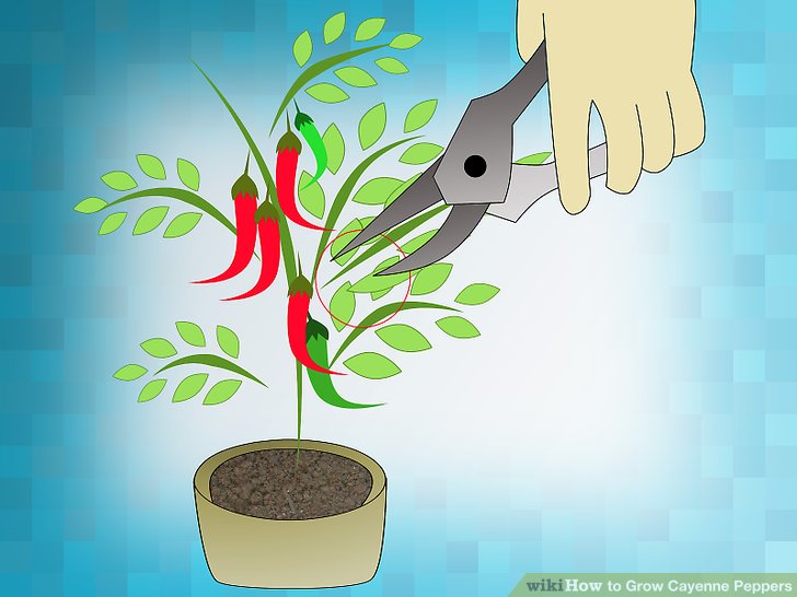 Image titled Grow Cayenne Peppers Step 10
