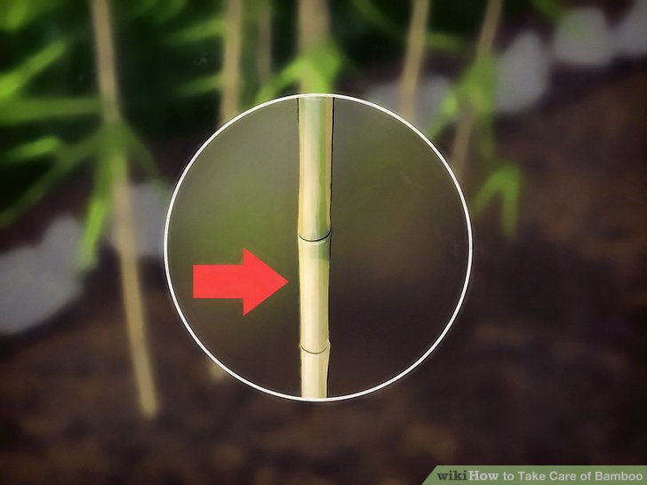 Image titled Take Care of Bamboo Step 10