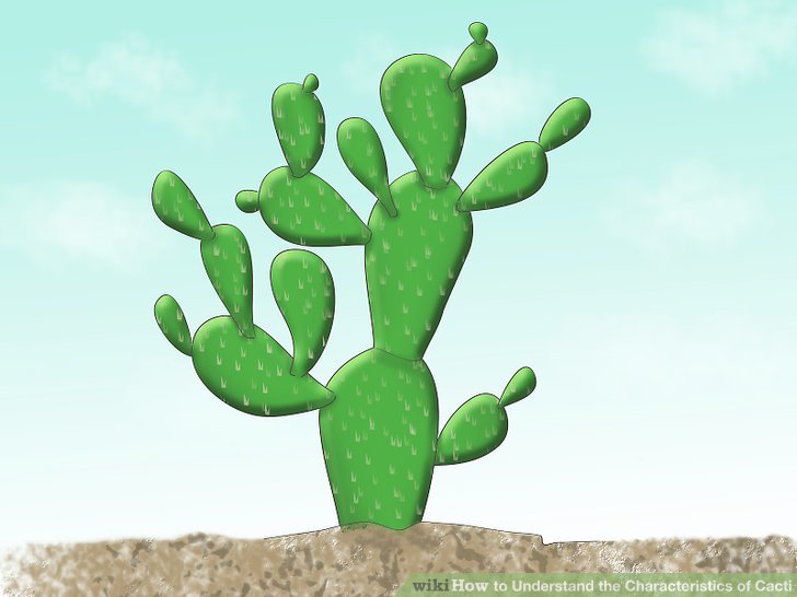 Image titled Understand the Characteristics of Cacti Step 5