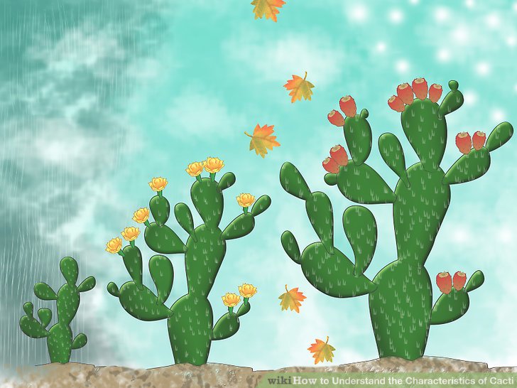 Image titled Understand the Characteristics of Cacti Step 6