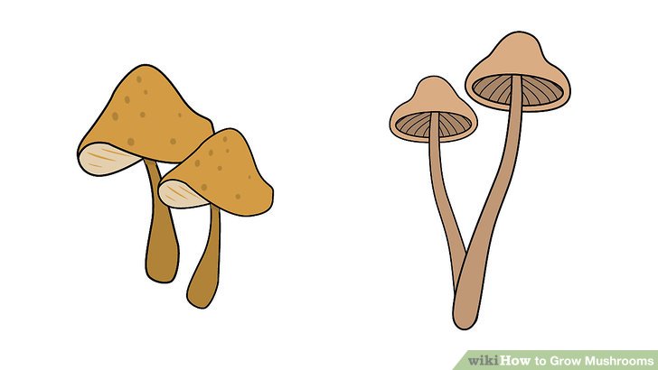 آموزش کاشت قارچ مرحله 11