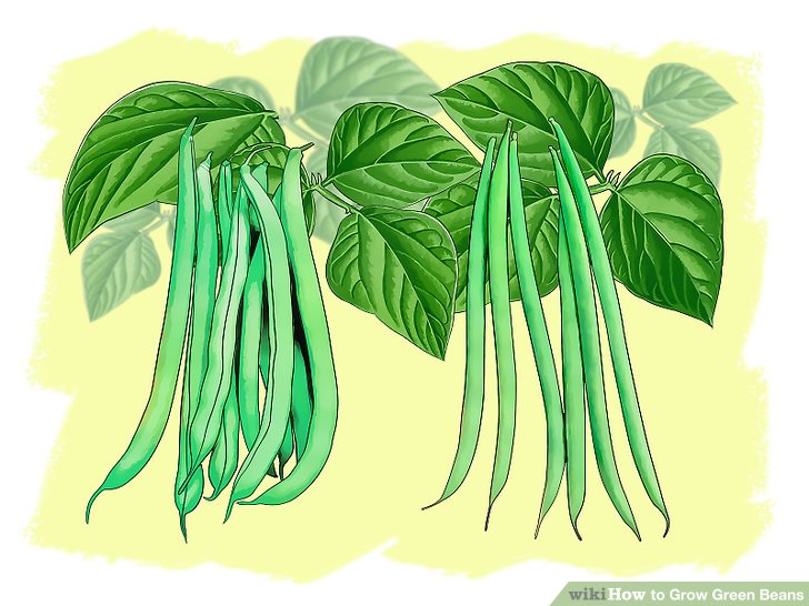 Image titled Grow Green Beans Step 1