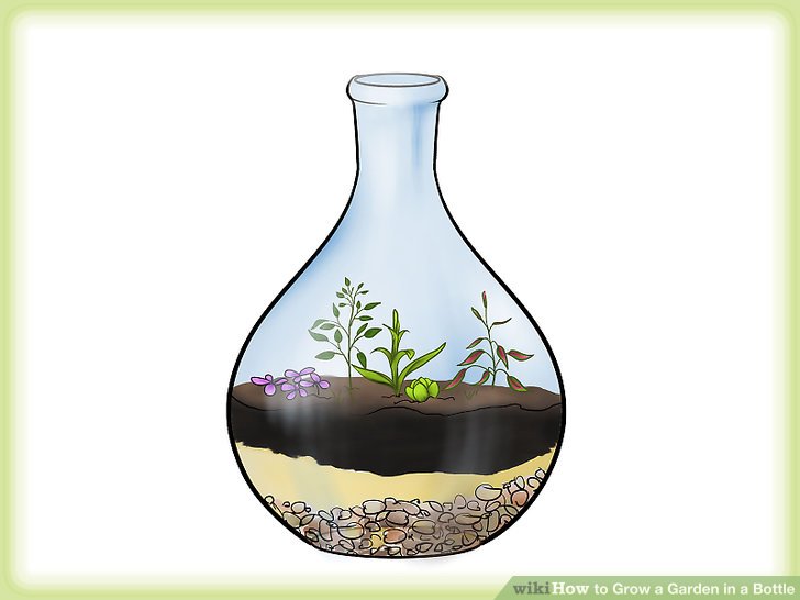 کاشت گیاه در بطری شیشه ای مرحله  5