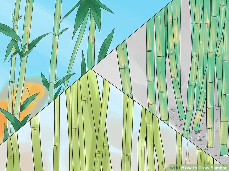 Image titled Grow Bamboo Step 1