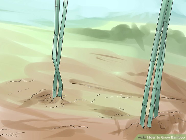 Image titled Grow Bamboo Step 11