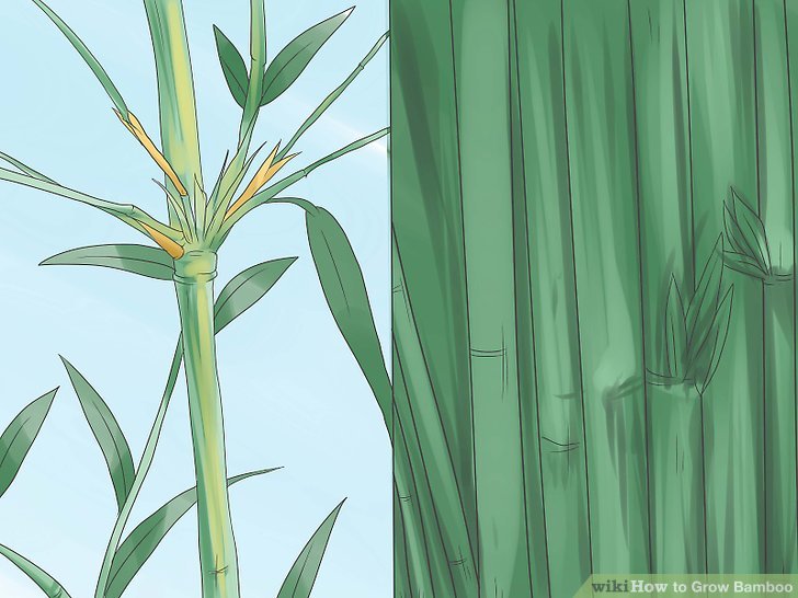 Image titled Grow Bamboo Step 2