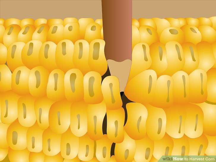 Image titled Harvest Corn Step 10Bullet1