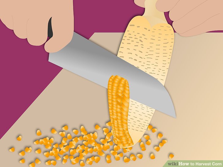 Image titled Harvest Corn Step 10Bullet2