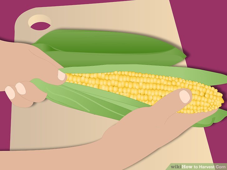 Image titled Harvest Corn Step 10Bullet3