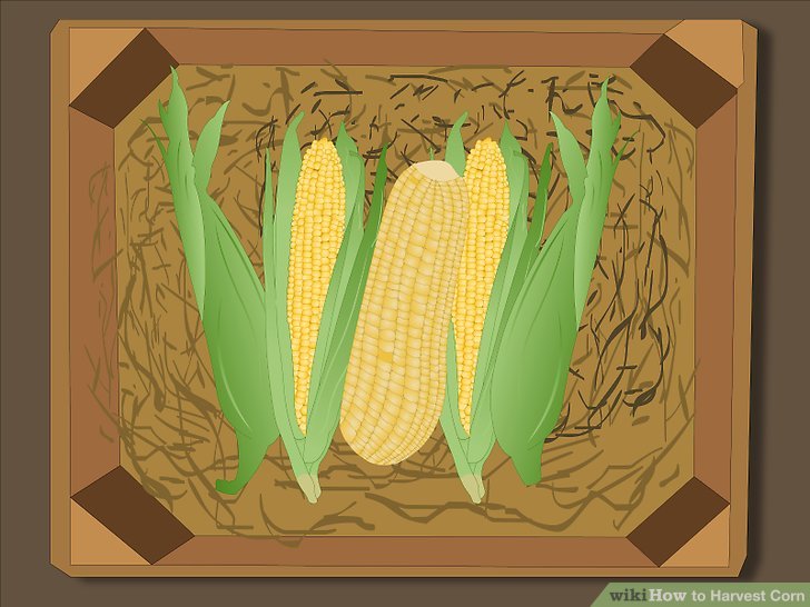 Image titled Harvest Corn Step 11Bullet1