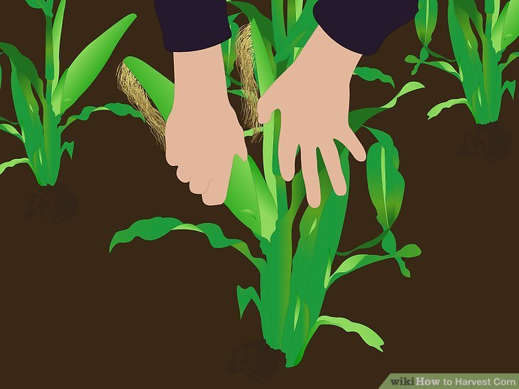 Image titled Harvest Corn Step 13