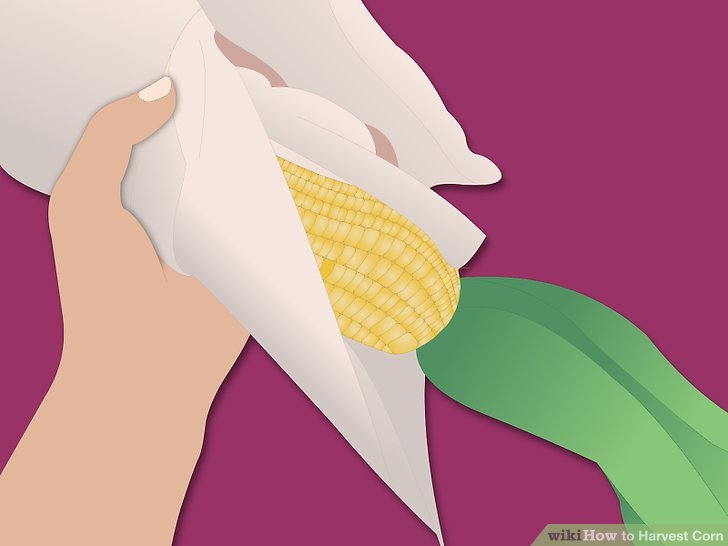 Image titled Harvest Corn Step 14Bullet2