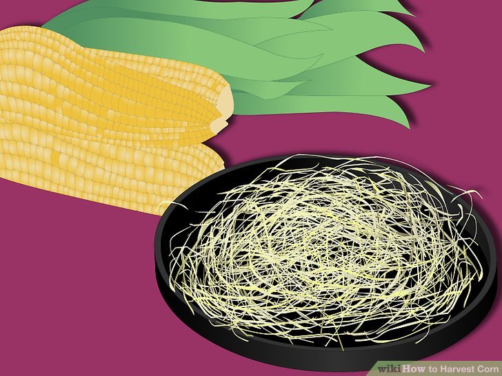 Image titled Harvest Corn Step 15Bullet1