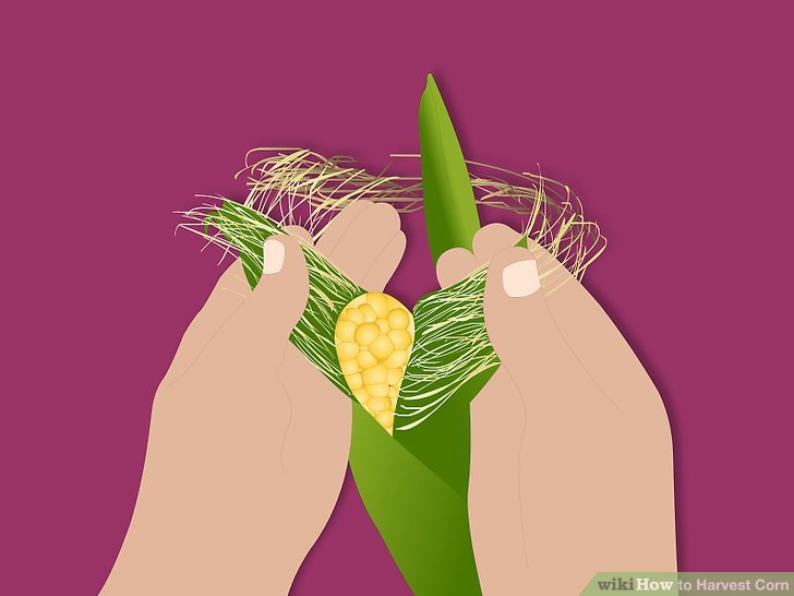 Image titled Harvest Corn Step 3Bullet2