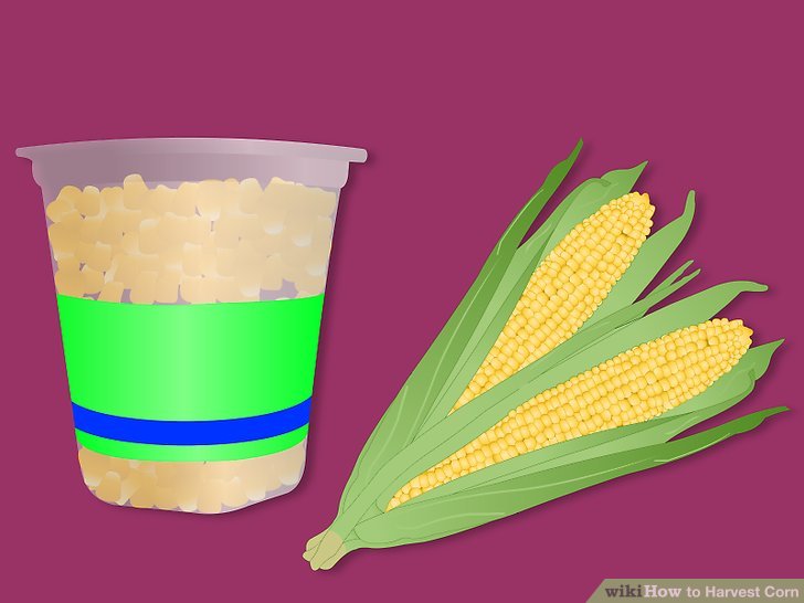 Image titled Harvest Corn Step 5Bullet1